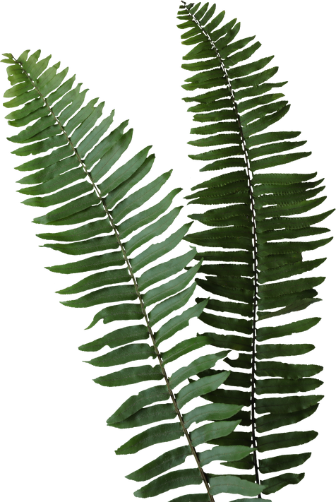 Fern leaves