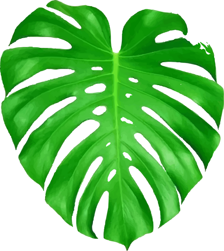 Green Palm Leaf